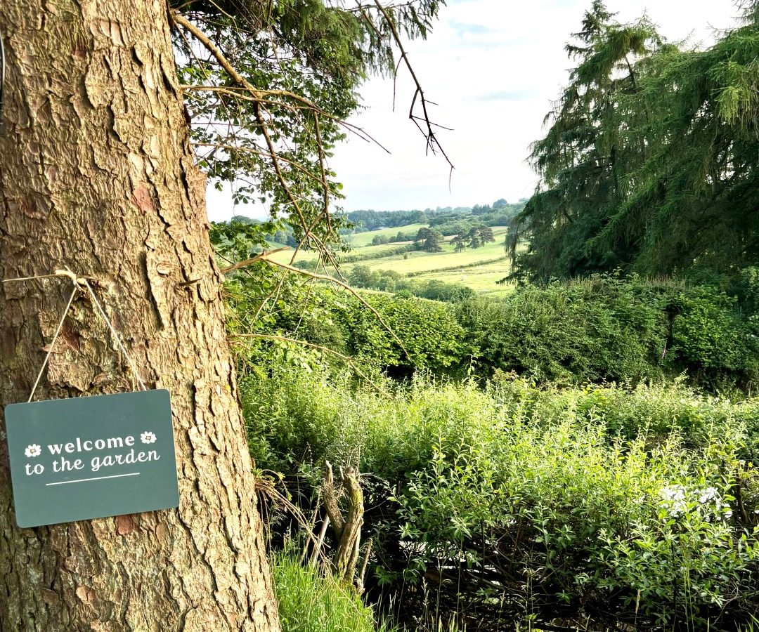 A tree with a small sign saying 