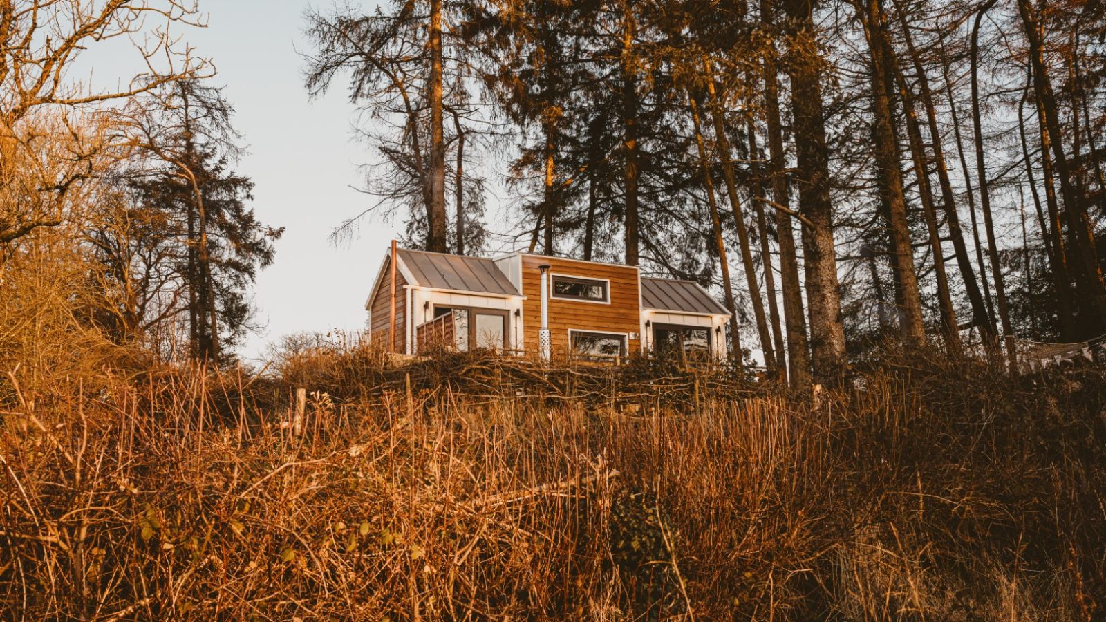 A tiny wooden house with large windows is nestled among tall trees and dry shrubs under a clear sky, creating the perfect picturesque scene of a cozy house in the woods.