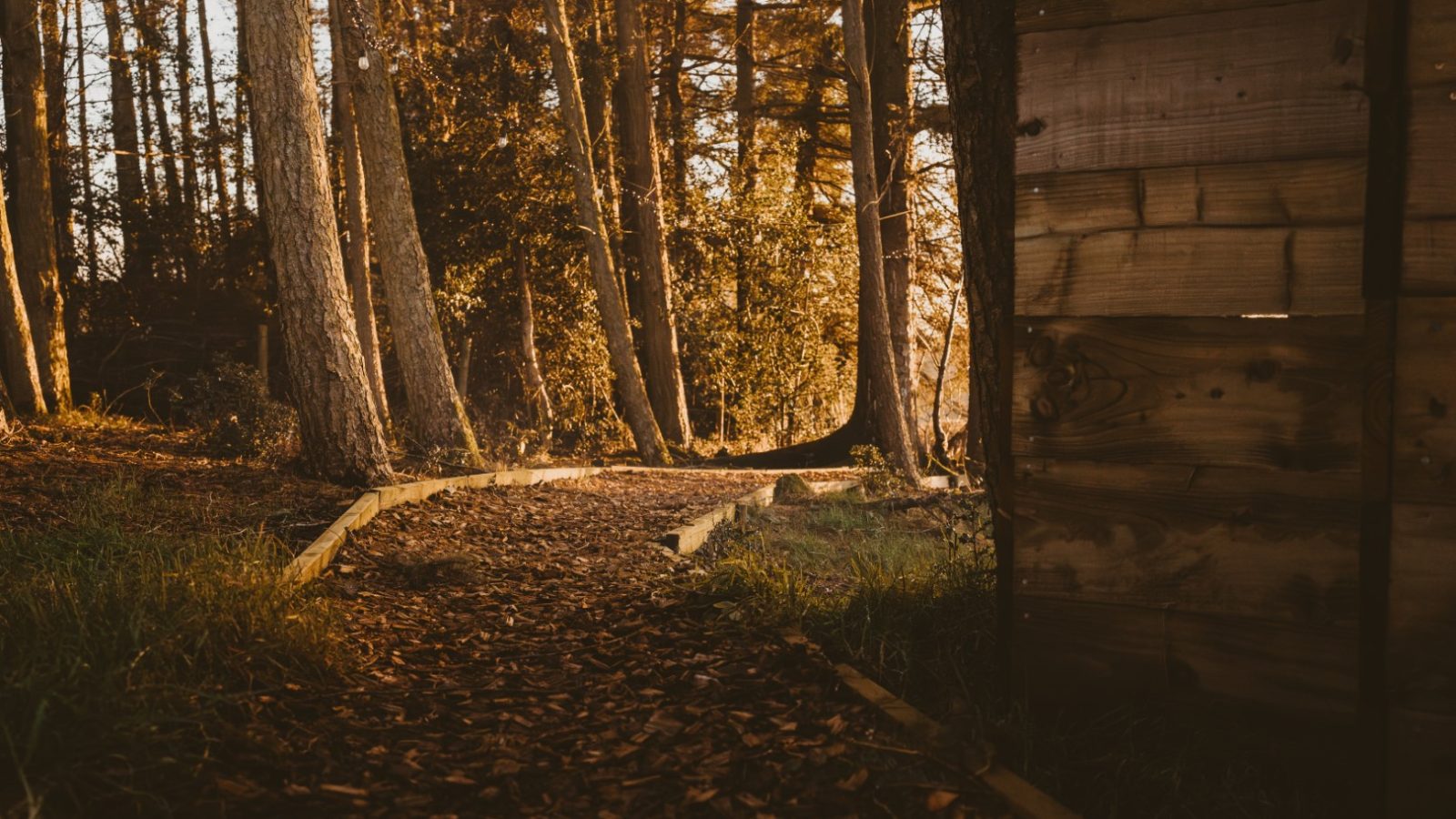 Sunlit forest path lined with bark chips, leading through tall trees next to a wooden cabin wall on the right—a charming tiny house in the woods.