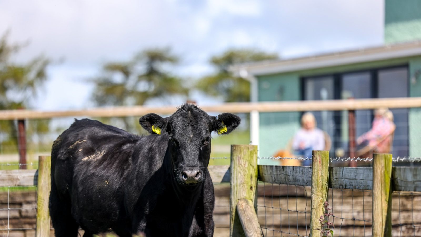 A black cow stands in a fenced area at Waen Farm, with yellow ear tags visible. In the background, there are two people sitting on a deck attached to a farmhouse on a sunny day. The sky is blue with some clouds, and trees are visible beyond the fence.