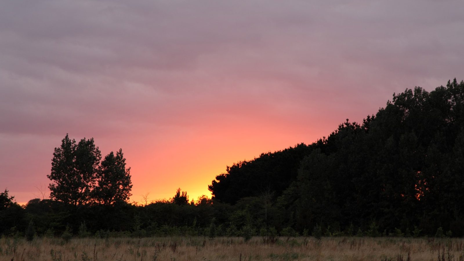 A serene sunset with a vibrant orange and pink sky, partially obscured by the dark silhouettes of dense trees at Drove Orchards. The foreground features a grassy field transitioning into shrubland as it nears the treeline, evoking a sense of wild luxury. Scattered clouds add texture to the evening sky.