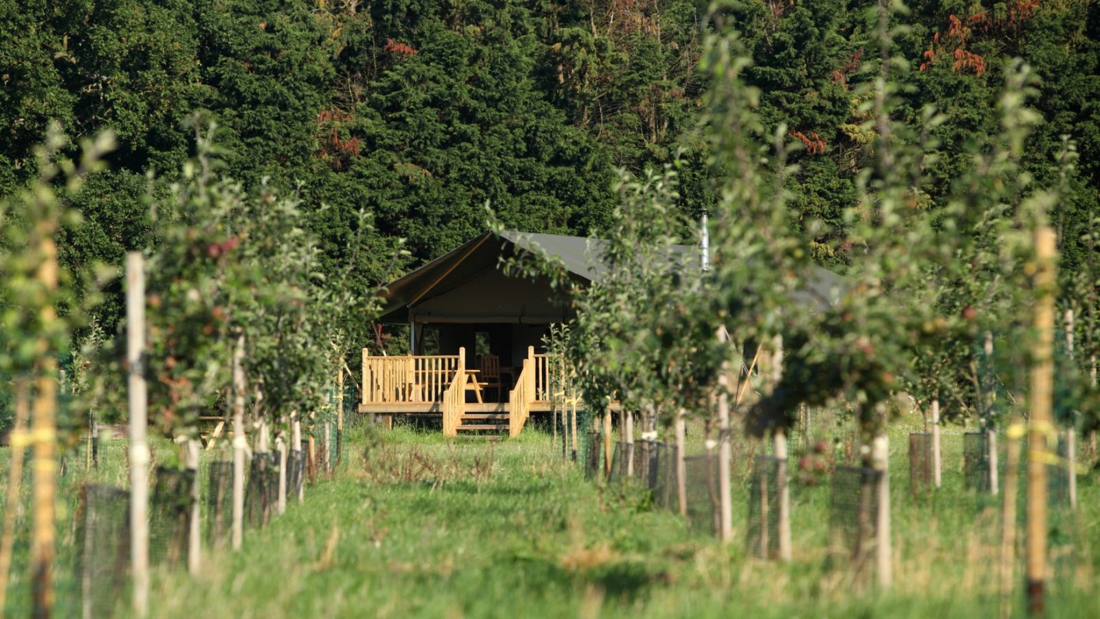 A glamping tent with a wooden deck is nestled in the lush, green drove orchards. Rows of young trees line the path leading to this wild luxury retreat. A dense forest stands in the background under a clear sky.