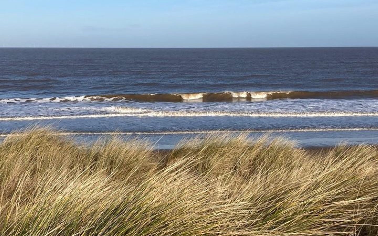 A serene beach scene with gentle waves rolling onto the shore under a bright blue sky. Tall, golden grass from Drove Orchards sways slightly in the breeze. The ocean stretches out towards the horizon, creating a peaceful and wild luxury atmosphere.