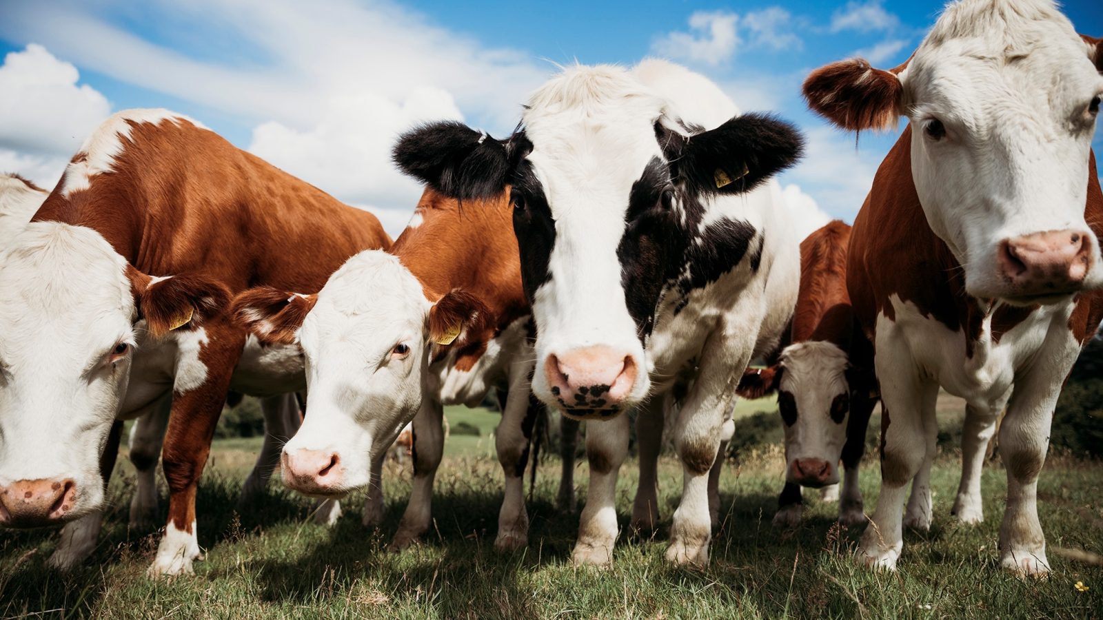 A group of brown and white cows standing closely together on a grassy field, against a backdrop of a partly cloudy blue sky, with a quaint safari tent in the distance. The cows are facing the camera, with their heads low and ears perked up.