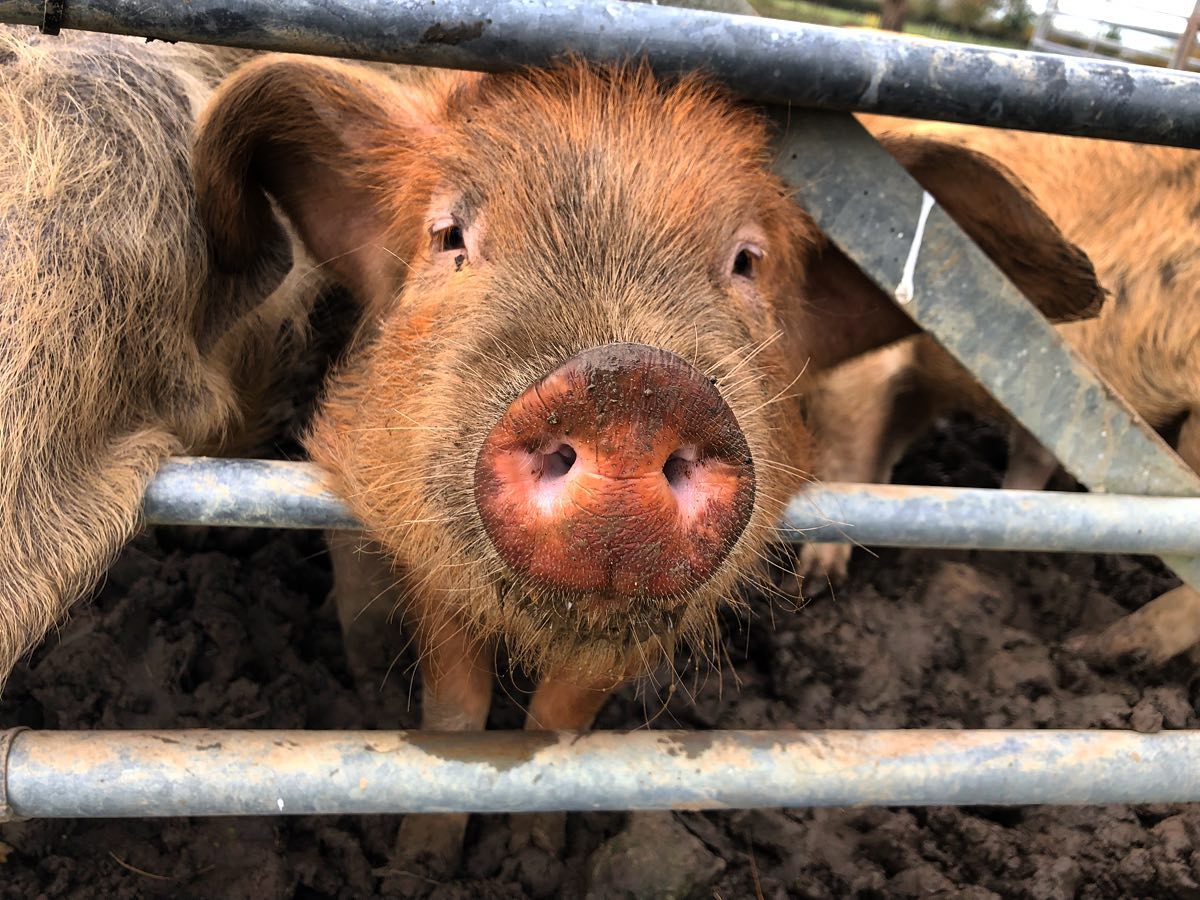 A close-up of a curious pig with a muddy snout sticking its nose through the bars of a metal fence outside a nearby safari tent. The pig has a shaggy, brown coat and floppy ears, with dirt on its face from rooting in the soil. Other pigs are partially visible in the background.