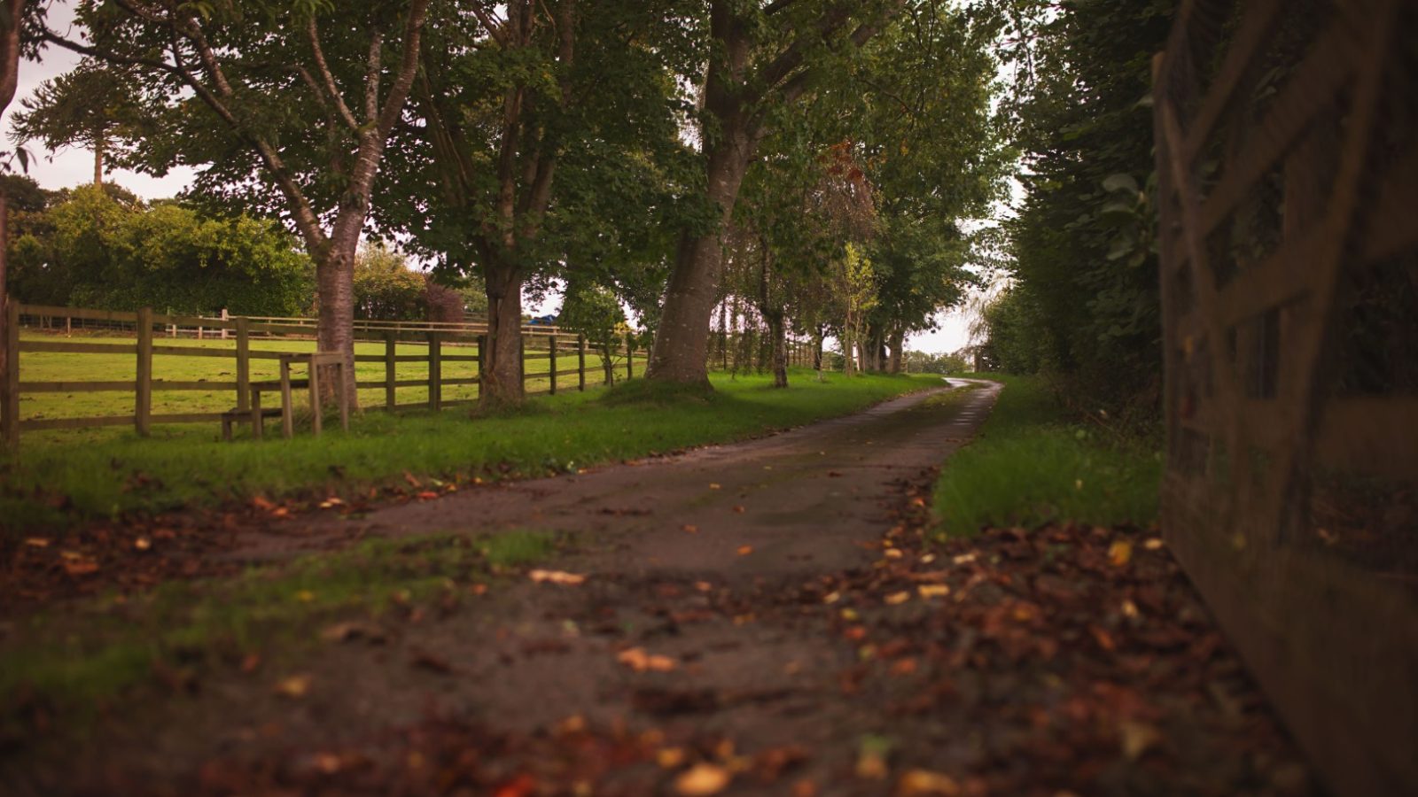 A tree-lined path at Gablebach leads between fenced fields under a cloudy sky, showcasing the beauty of Black Mountain Escapes.