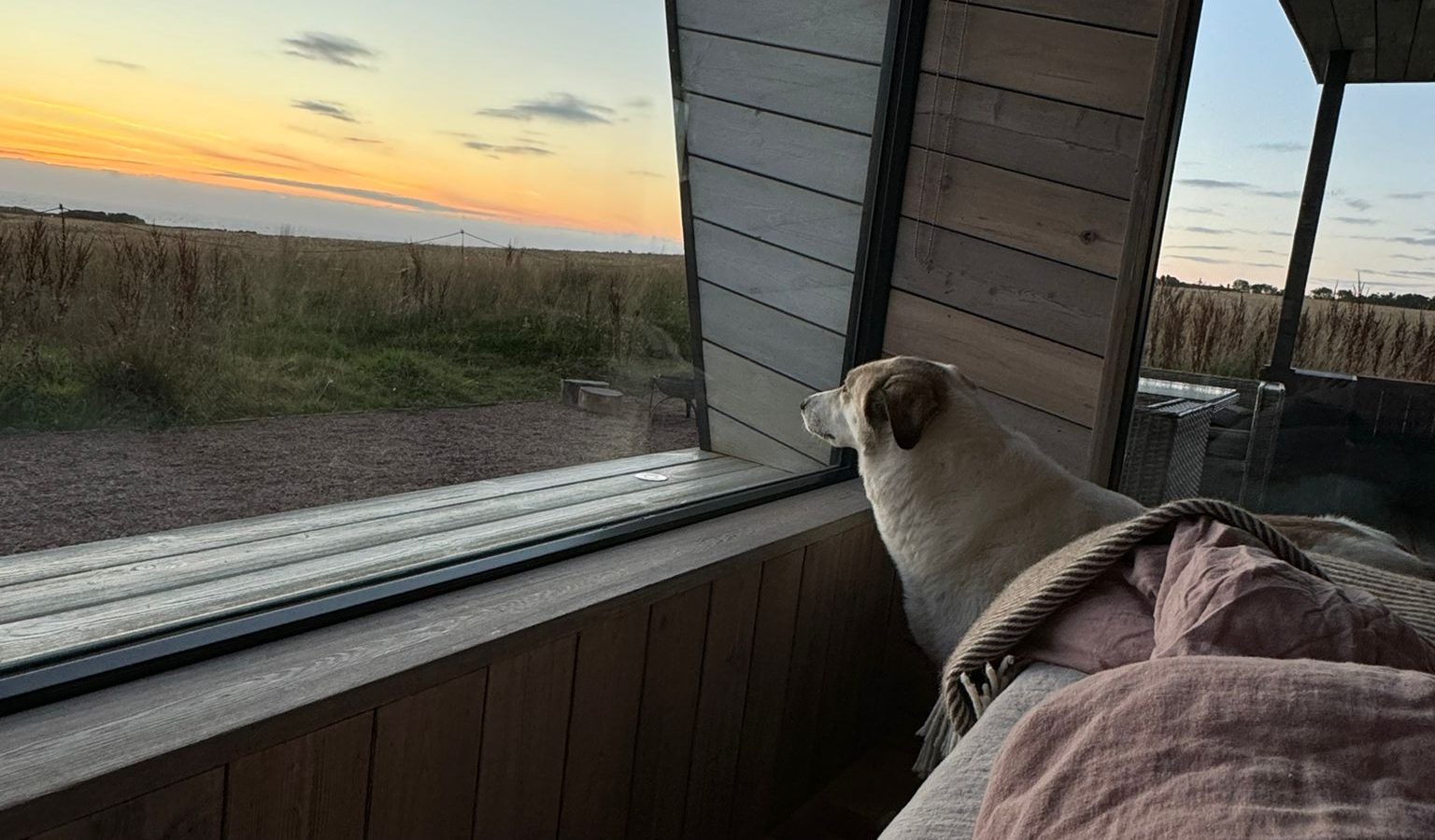 A small dog sits on a cozy bed inside a wooden cabin at Cambo Estate, gazing out a large window. The view outside reveals a serene landscape of grassy fields and a colorful sunset, perfect for embracing off-grid travel.