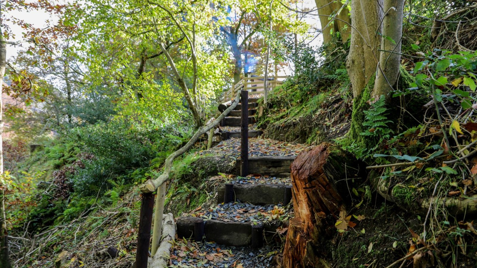 A wooded pathway with a rustic staircase made of logs, surrounded by trees and foliage, feels like a holiday escape tucked away in nature's embrace.