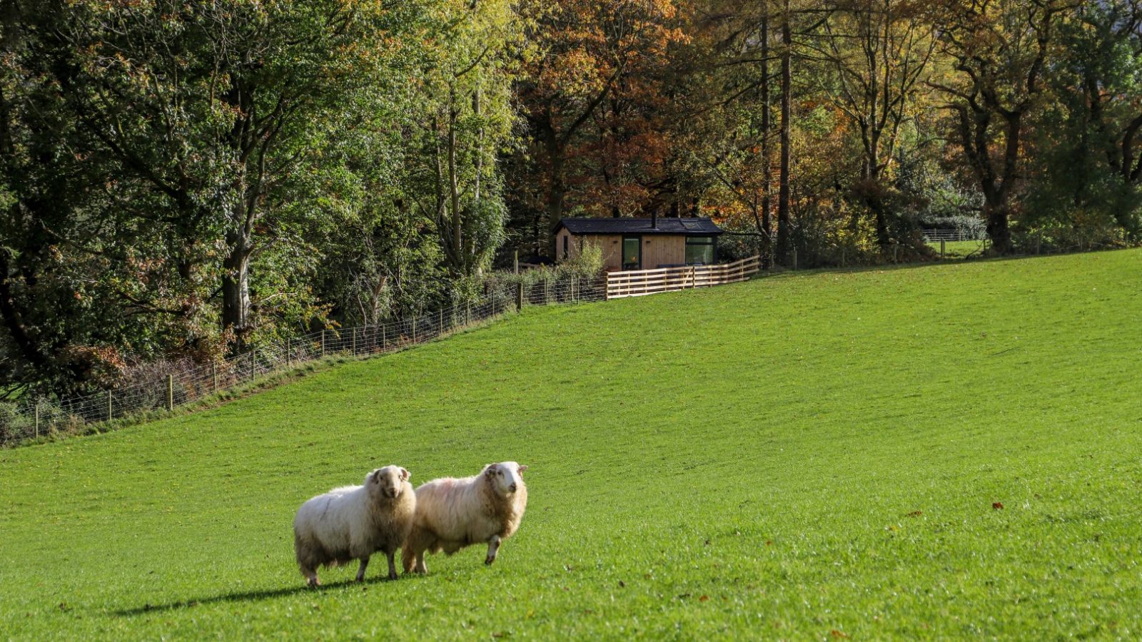 Two sheep stand on a lush green hillside, with dense trees and a small structure visible in the background, creating an idyllic scene perfect for a Gwyliau Pennant Holidays getaway.