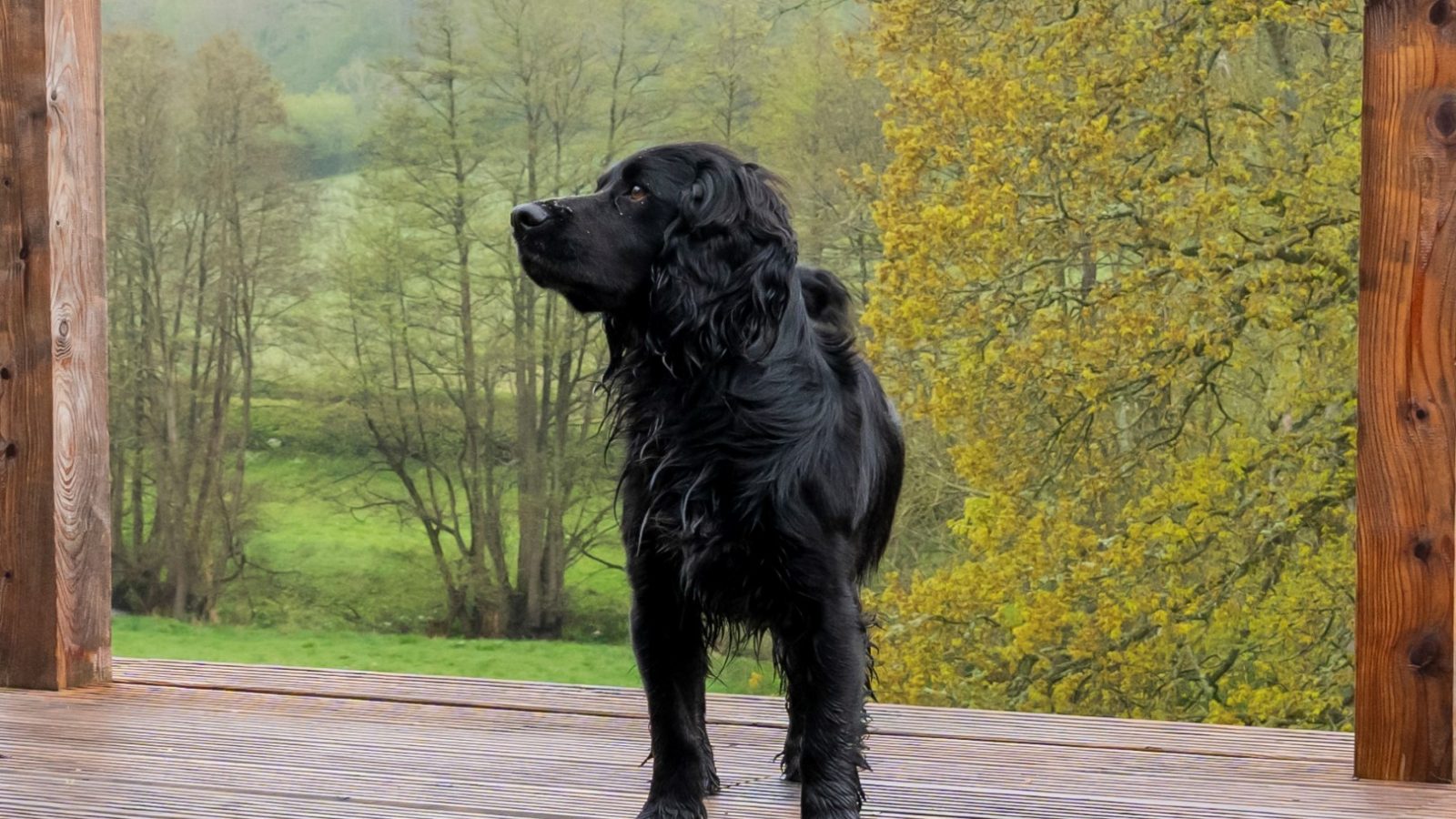 A black dog stands on a wooden deck framed by lush green trees and a misty landscape, creating a picturesque scene reminiscent of The Fold's tranquil embrace.