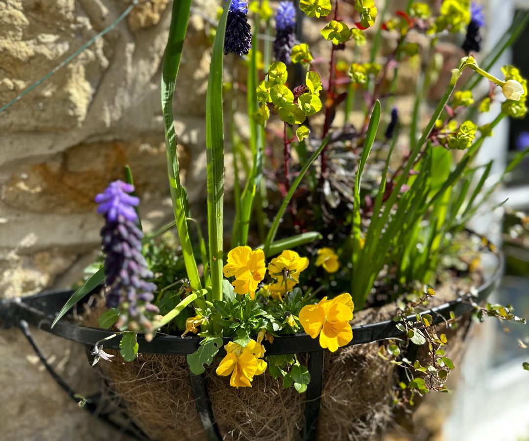 A hanging basket with yellow and purple flowers adorns Blackbird Cottage's stone wall in sunlight.