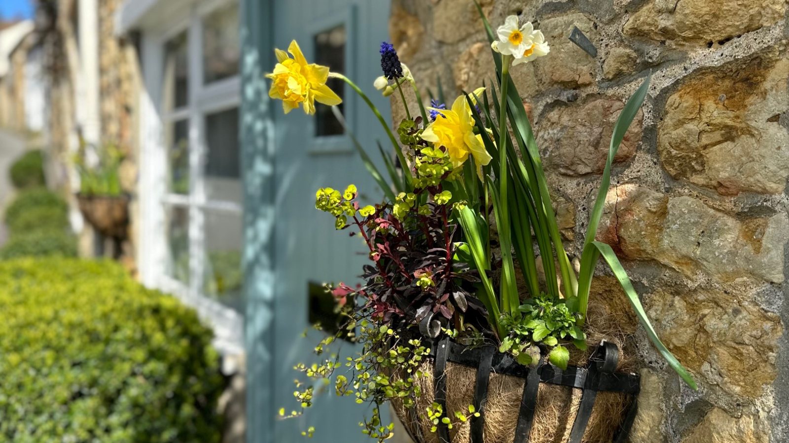 A hanging basket at Blackbird Cottage bursts with yellow and white flowers, green plants on a stone wall by the blue door.