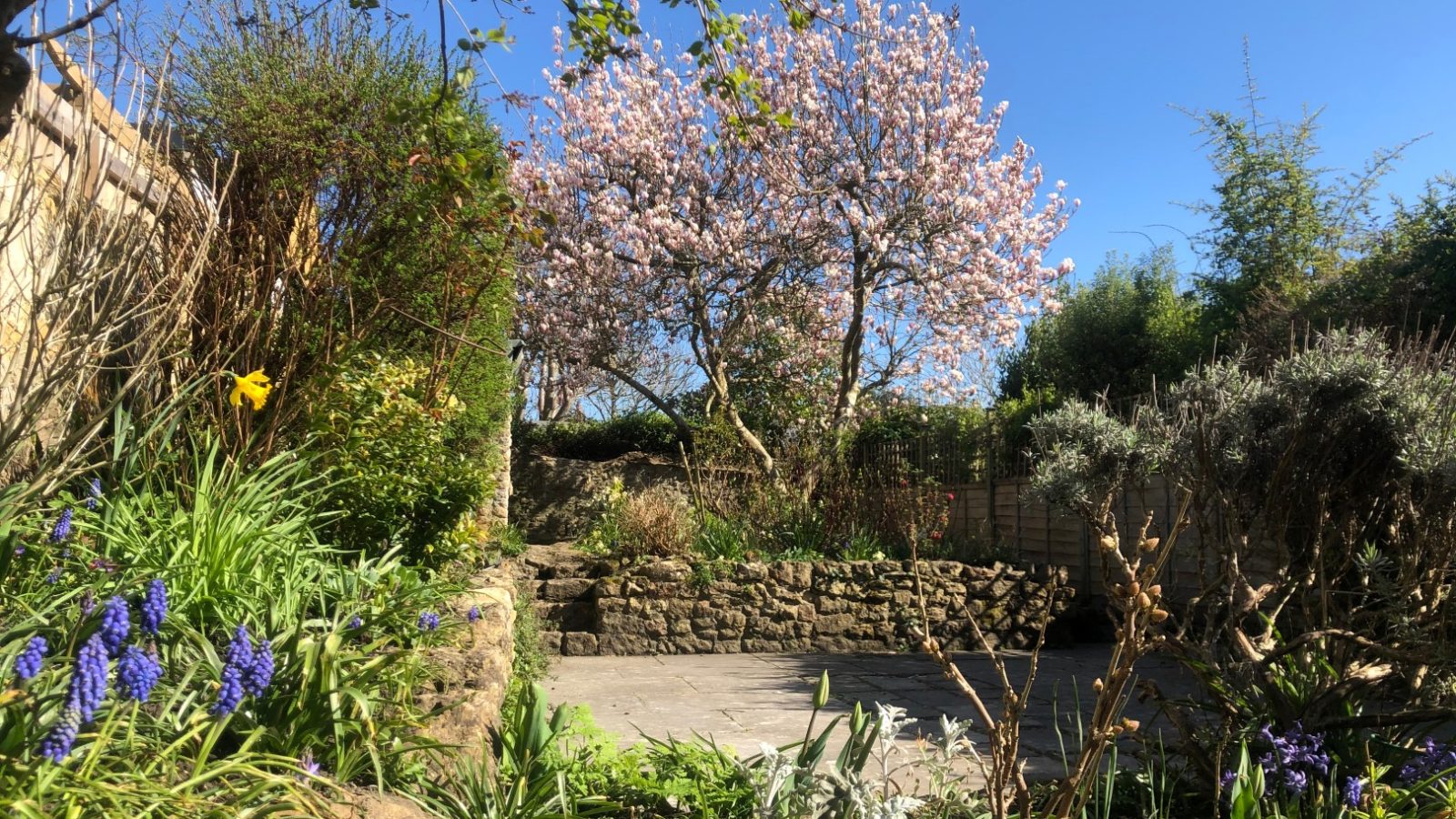 Nestled by Blackbird Cottage, the garden boasts blooming trees, purple flowers, and a stone path under a clear blue sky.