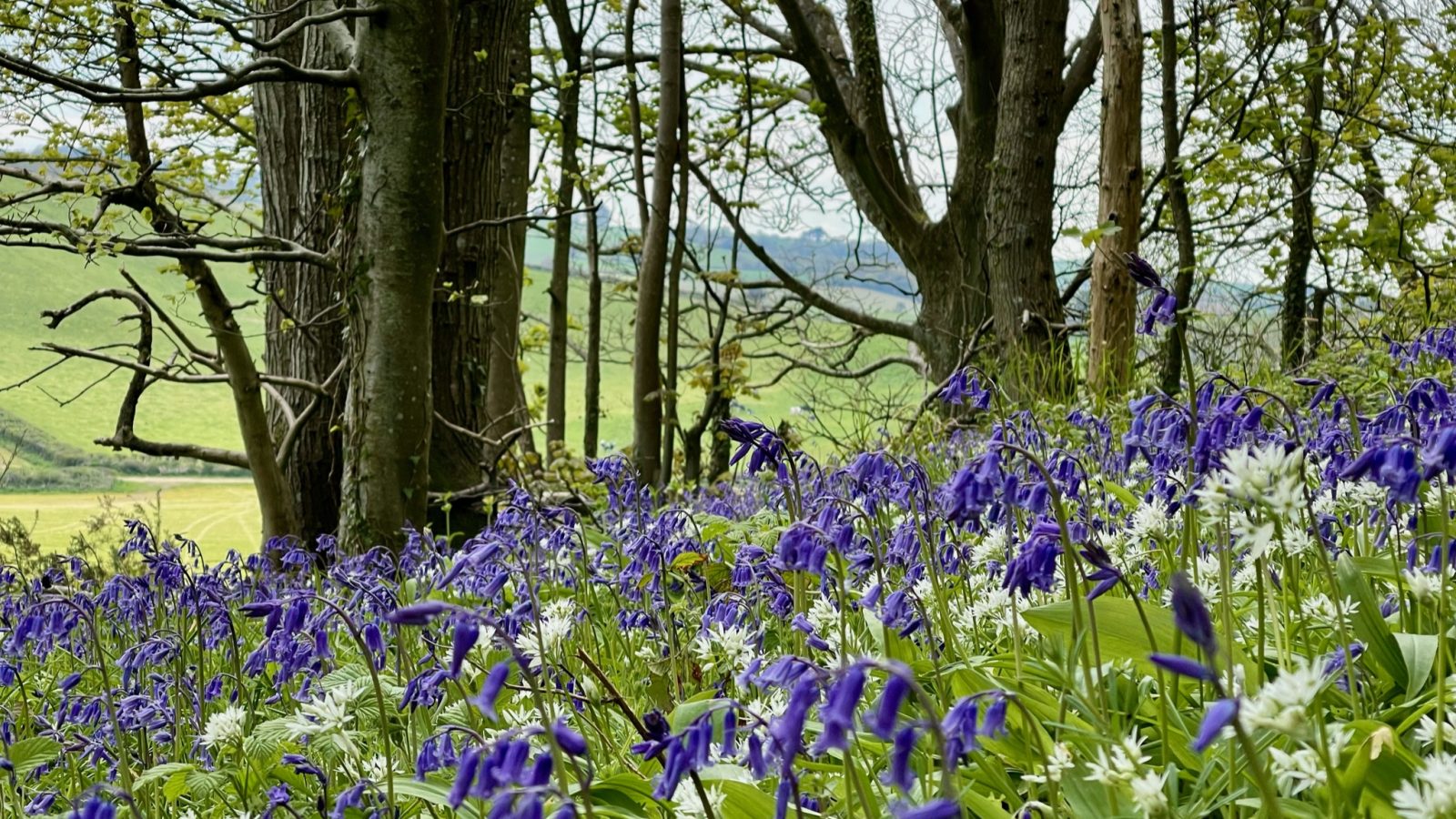 A serene forest scene near Blackbird Cottage, with bluebells and white flowers, trees beyond, and rolling hills in the distance.