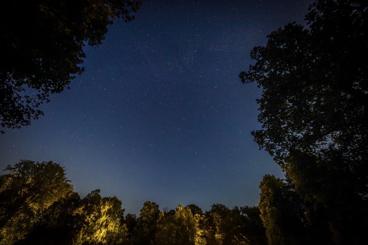 The night sky, adorned with stars, stretched above the silhouetted trees of Rowley Meadow.