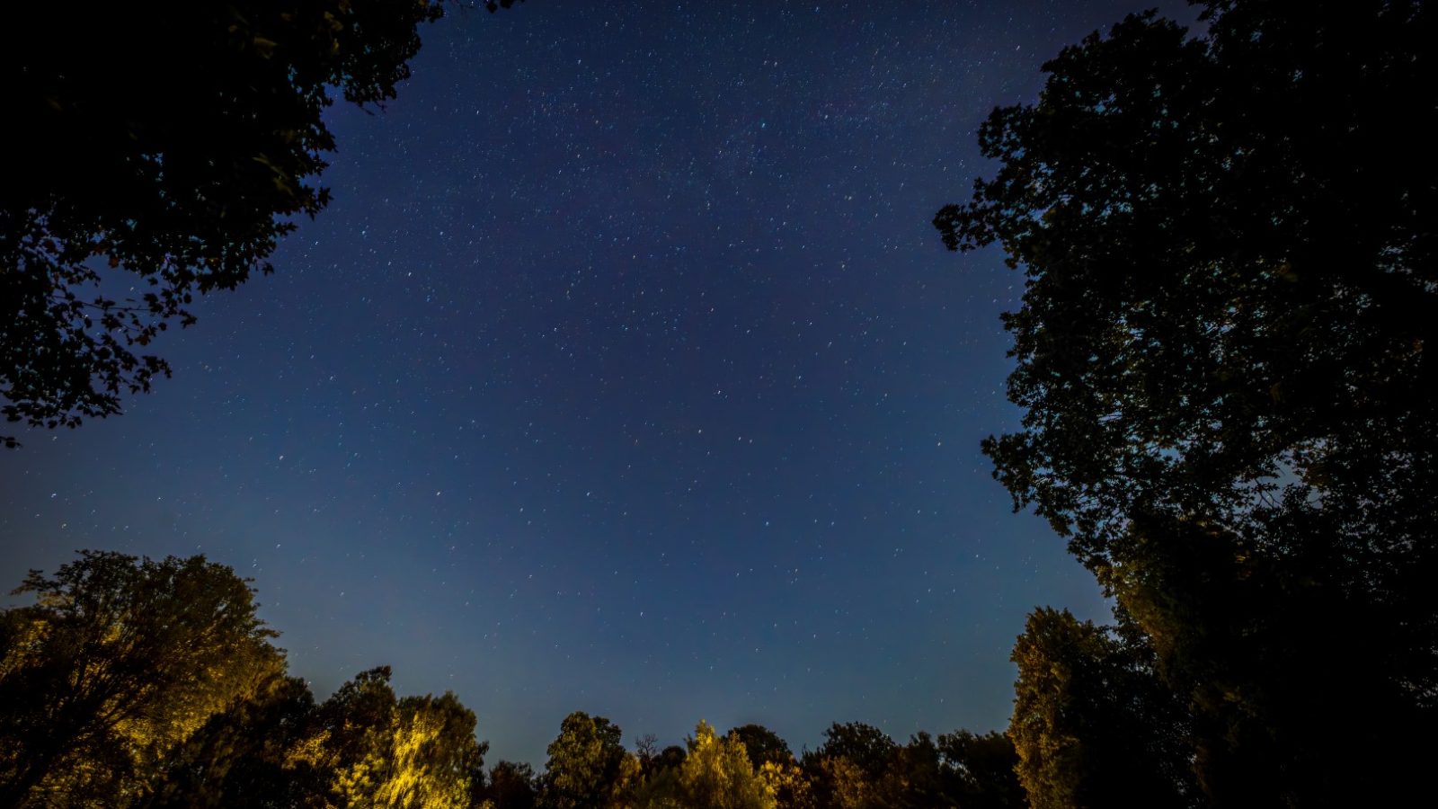 Night sky with scattered stars over Rowley Meadow, framed by silhouettes of trees, illuminated by faint light from below.