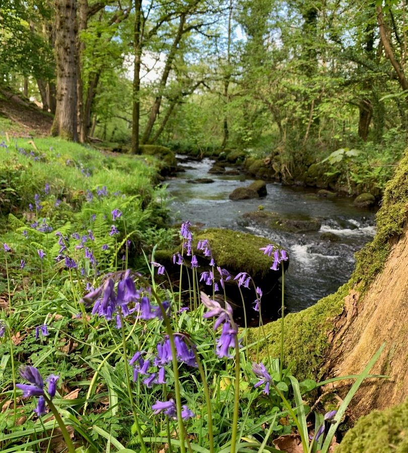 Purple wildflowers and a stream flow through a lush, green forest with sunlight filtering through the trees.