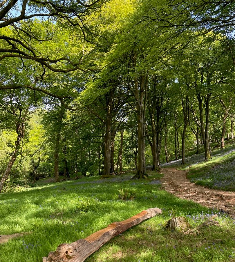 A sunlit forest with green trees, a dirt path, and a fallen log on grassy ground under a clear blue sky.