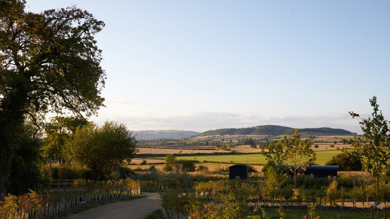 A rural landscape with trees and fields under a clear sky, featuring a dirt path curving through a vineyard in the foreground.