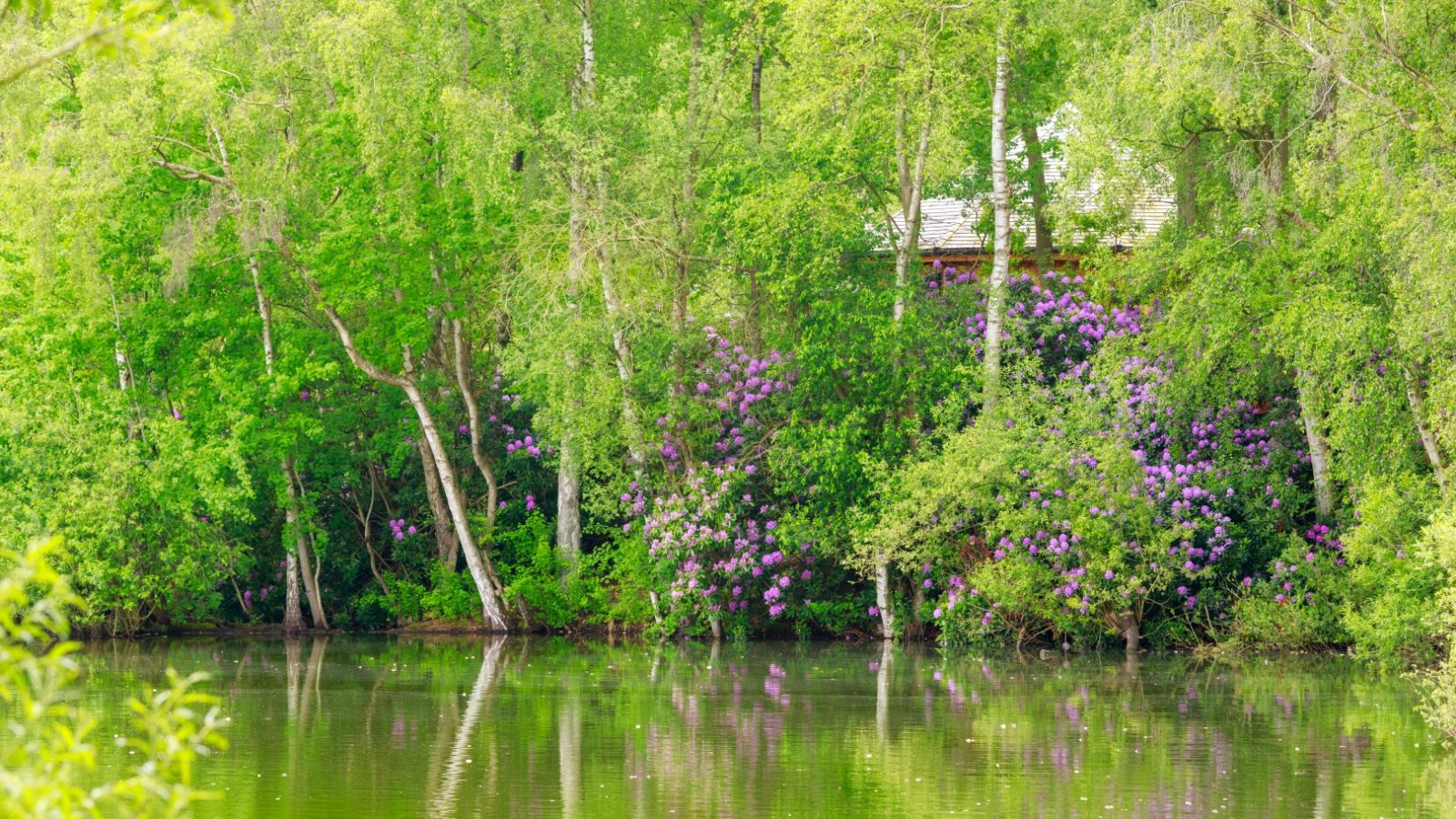 A tranquil lake reflects lush green trees and purple flowers, with Treetop Hideaways peeking through the foliage.