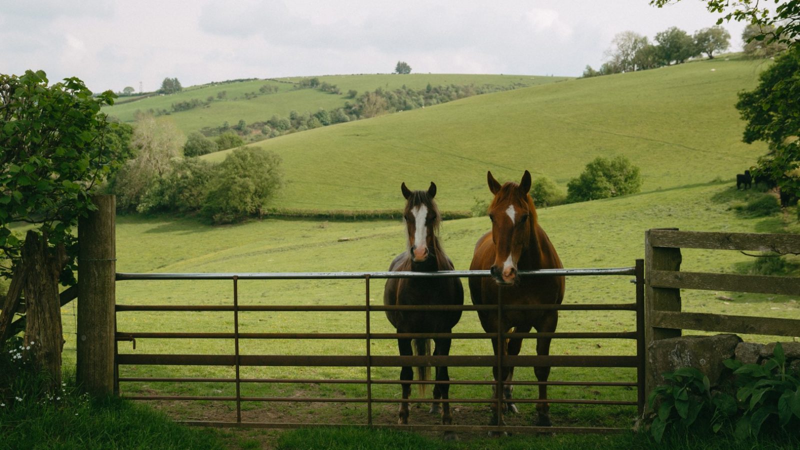 Two horses stand behind a metal gate at Y Caban, surrounded by lush green fields, rolling hills, and trees.