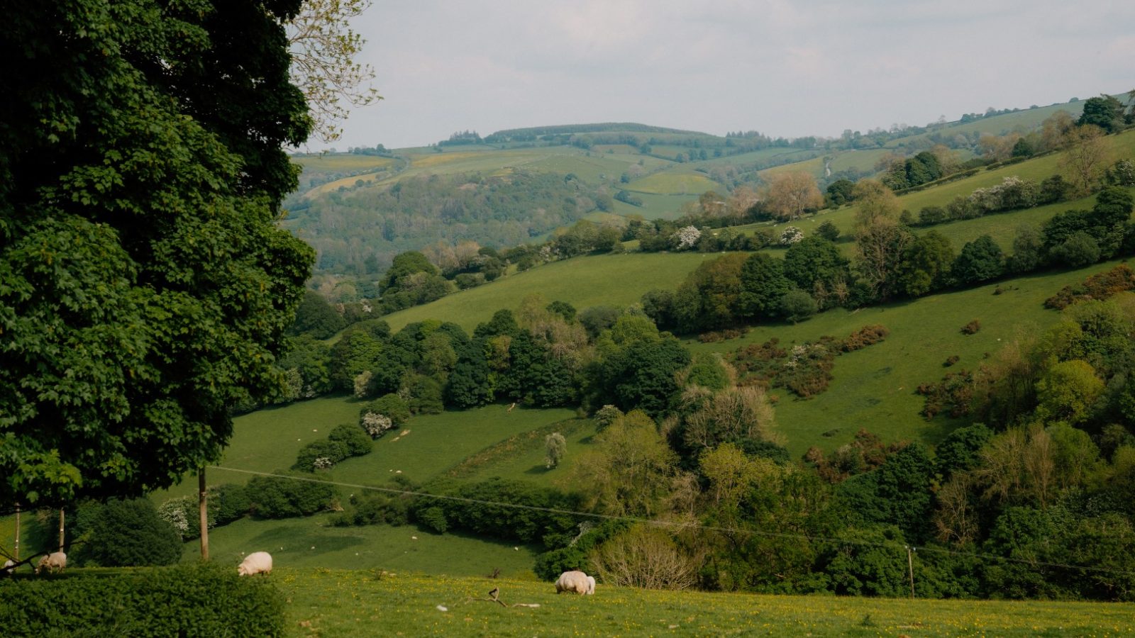 Rolling green hills at Y Caban at CampUs with scattered trees, sheep grazing, and distant wooded areas under a cloudy sky.