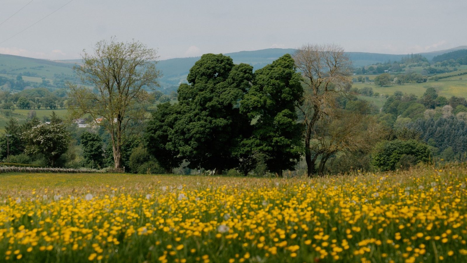 A meadow near Y Caban at CampUs, with yellow flowers, trees mid-scene, and rolling hills under a clear sky.